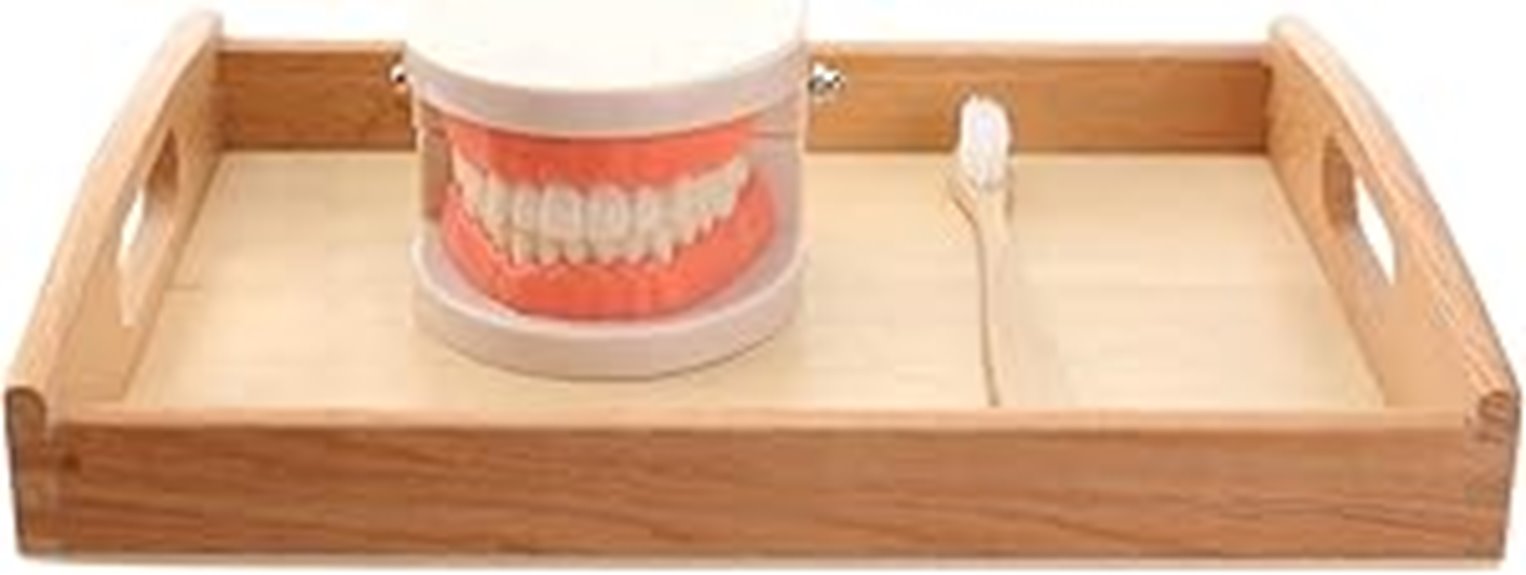 montessori preschool teeth model